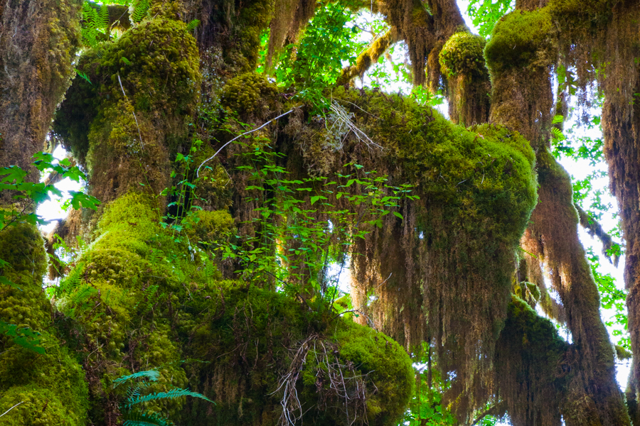 Hoh Rain Forest - The Seven Wonders of Washington State