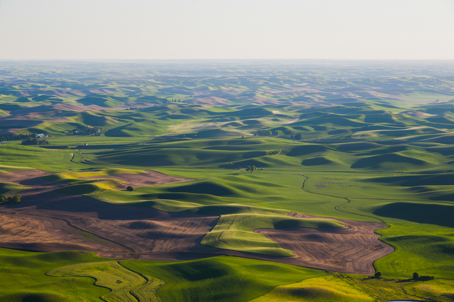 Palouse wheat fields in the spring as seen looking south from Steptoe Butte