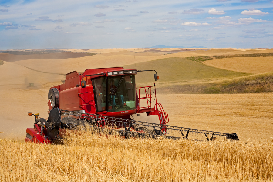 Harvesting wheat with a self-leveling combine, near St. John