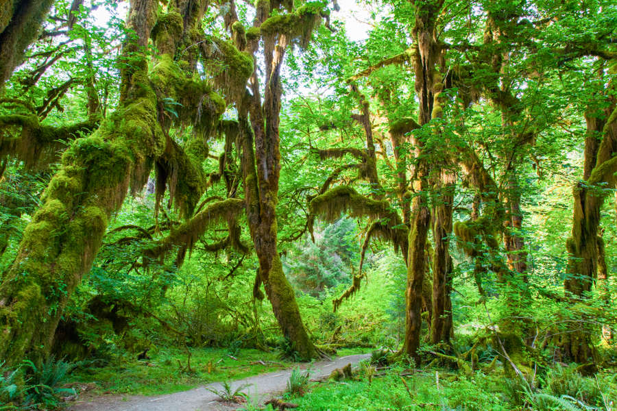 Hall of Mosses in the Ho Rain Forest