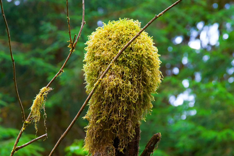 Moss grows everywhere in the Hoh Rain Forest