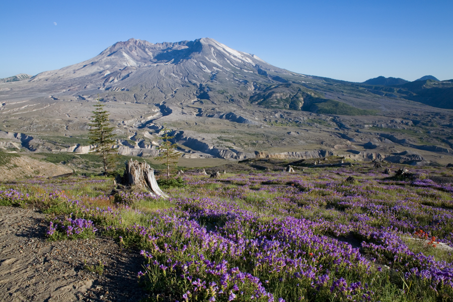 Meadows filled with Prairie Lupine (Lupinus lepiduson) around Mt St Helens