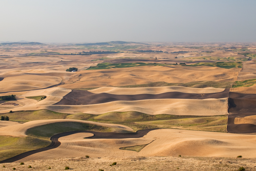 Different shades of brown represent different crops, land that is fallow or uncultivated, as seen from Steptoe Butte in August